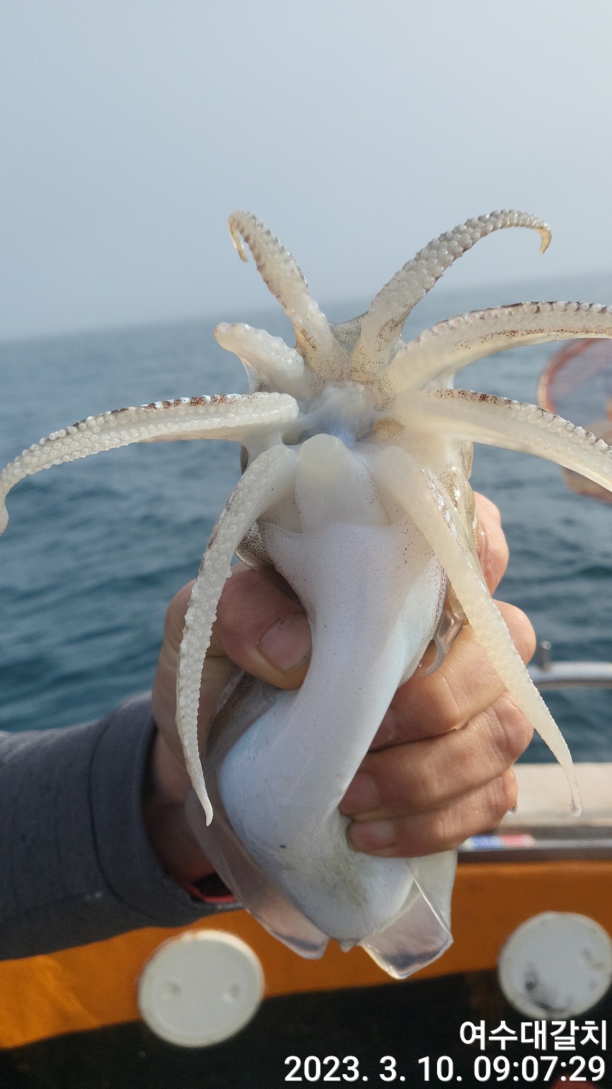3월10일(금)여수 심해 갑오징어 번출 조황