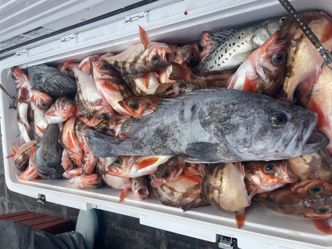 5월13일 흑산권 열기.우럭 출조 조황