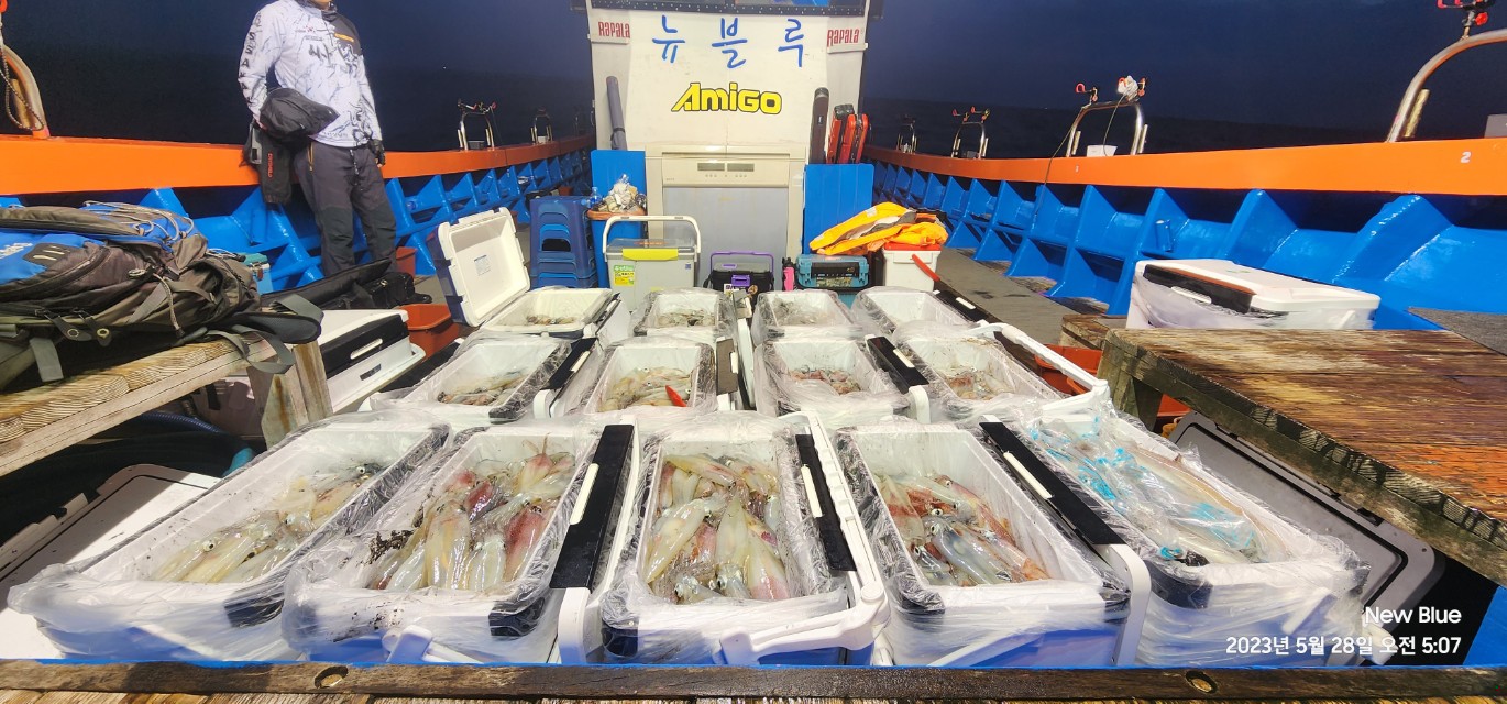 5월27일(토)거제 한치 출조 조황